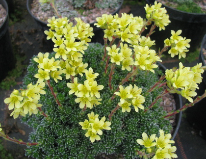 Saxifraga 'Pungens' (x apiculata) 
